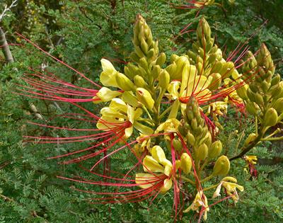 Caesalpinia gilliesi - پرنده بهشتی بیابانی
